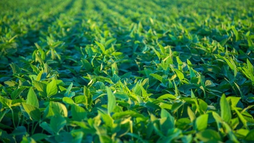 A aplicação de bioestimulantes também ganha espaço no manejo da soja