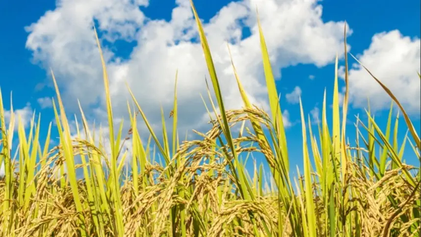 Arroz desponta como opção na rotação de culturas
