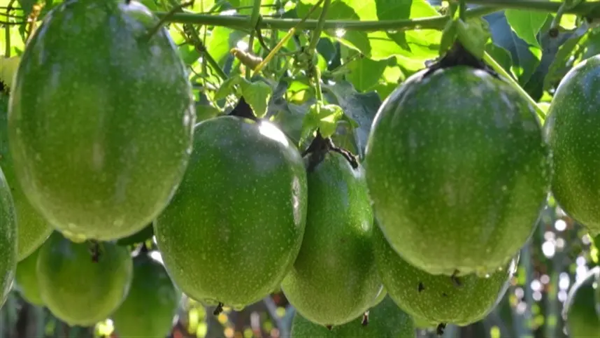 Epagri quer criar protocolo de Produção Integrada do Maracujá