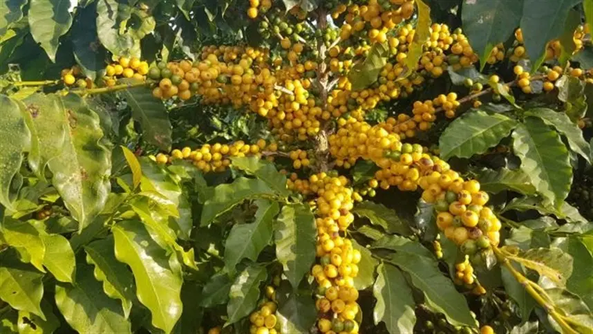 Cafeicultores de Garça pedem registro de indicação geográfica 