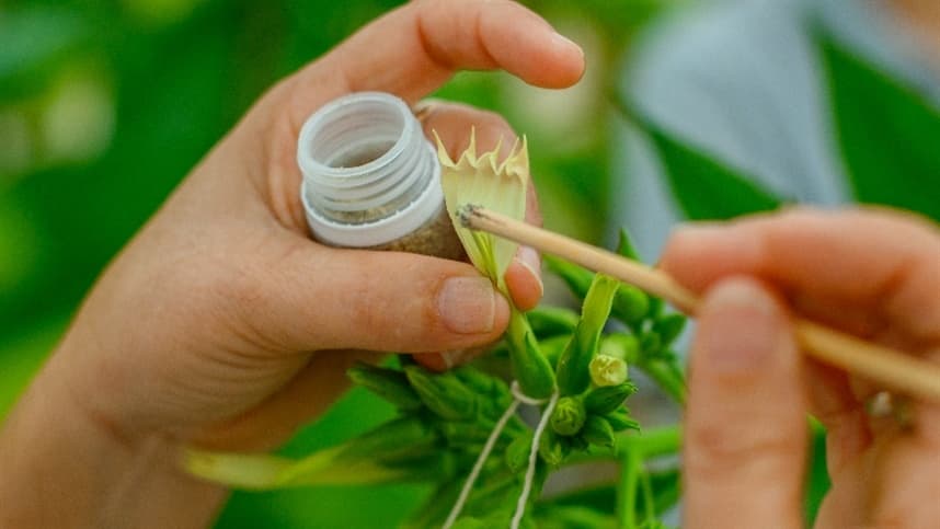 Melhoramento genético de sementes de tabaco: qualidade e resistência são os novos focos