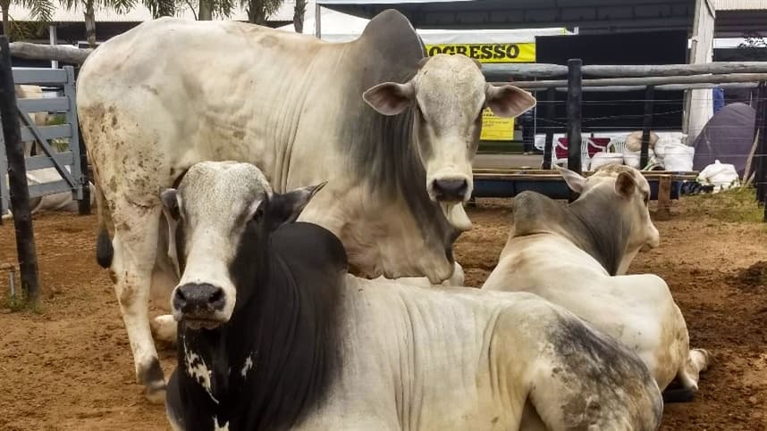 DSM mostra nutrição de alta tecnologia para o gado de corte 