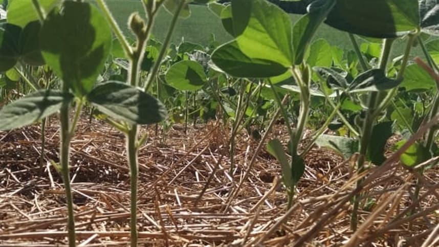 RS: 115 mil produtores de grãos já têm perdas