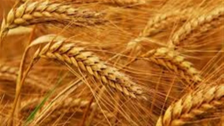 Potássio para produzir mais trigo? ENTENDA