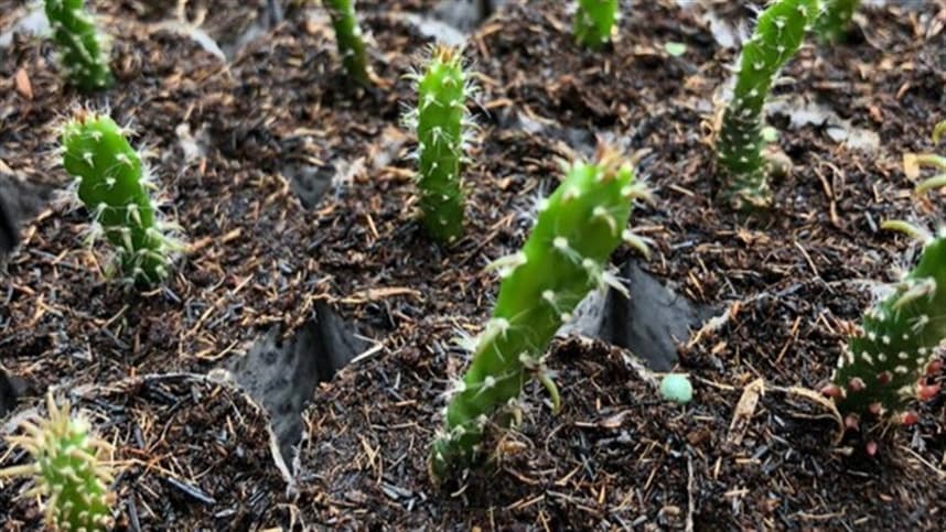 Viveiro de palma vai beneficiar mais de 6 mil agricultores