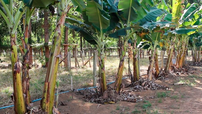 Depósitos de calda obtidos com a aplicação aérea na cultura da banana