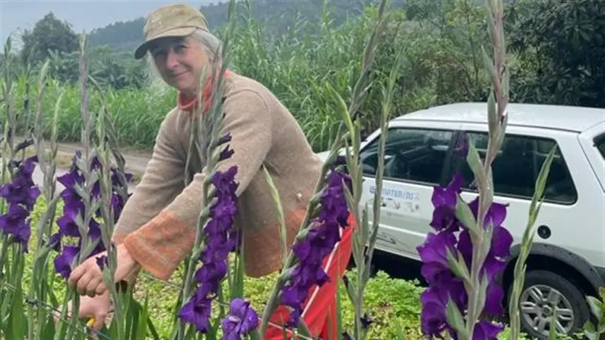 RS: agricultoras colhem primeiras hastes de gladíolos para comercialização no Dia das Mães