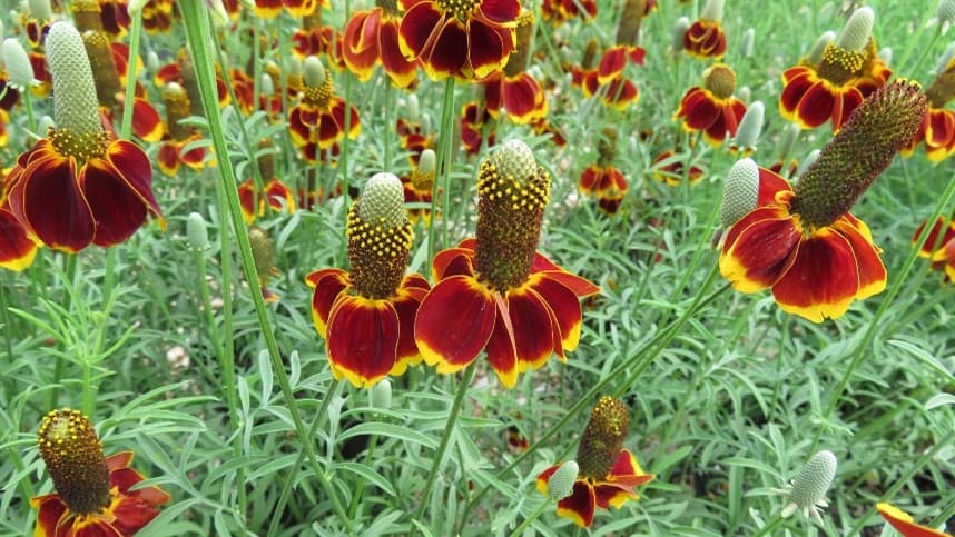 Benefícios das plantas companheiras que atraem polinizadores