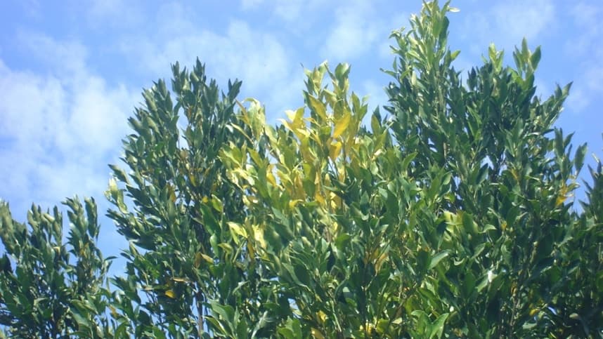 Greening põe citricultura brasileira em alerta