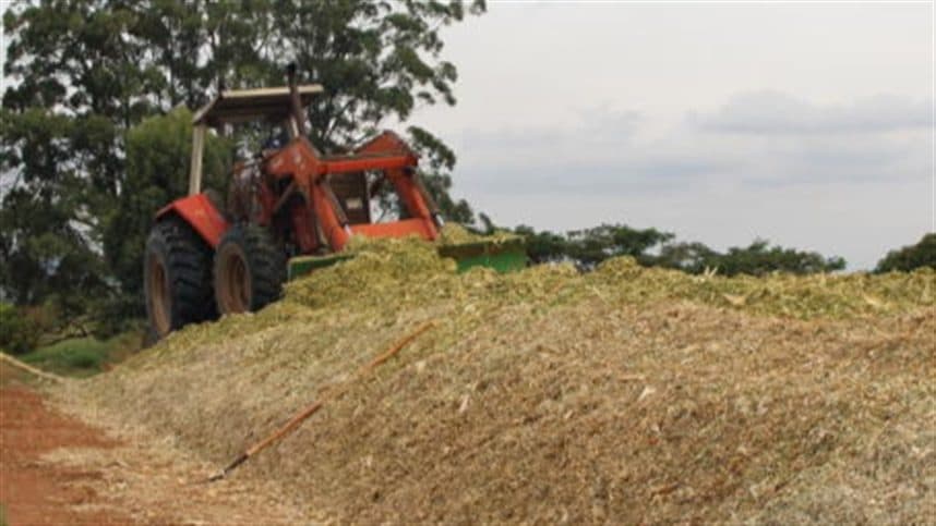 Proteger a silagem do mofo é indispensável