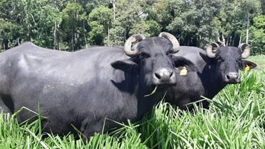SP: IZ realiza estudos com terapia de células-tronco em búfalas