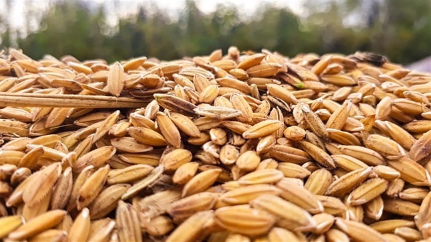 Sementes de arroz: Estudo mostra quais são as melhores condições de secagem para a superação de dormência