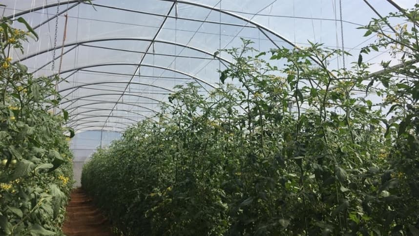 Como aumentar a produtividade com cultivo protegido