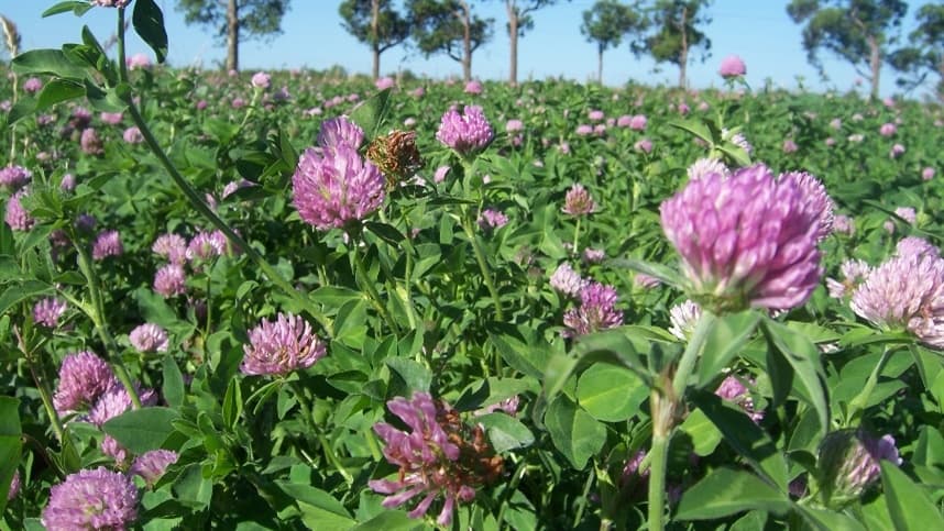 Embrapa lança duas cultivares na Expodireto