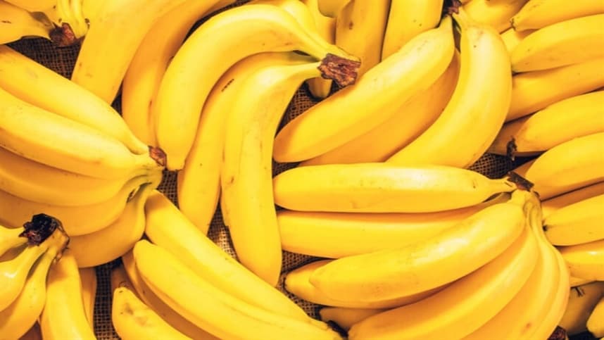 Irrigação aumenta produtividade da banana em SC