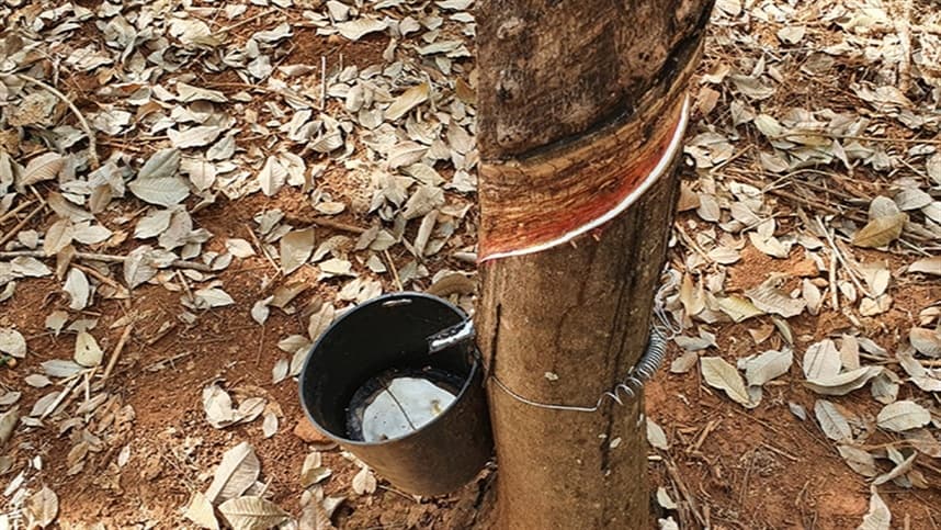 Pesquisa seleciona clones de seringueira para o Centro-Oeste
