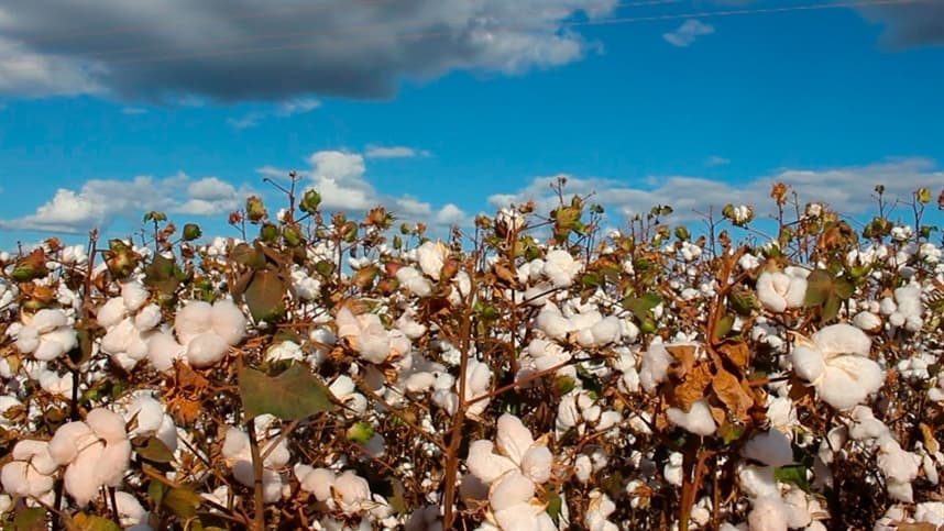 Seleção de genótipos de algodoeiro herbáceo tolerantes ao estresse hídrico para produtividade e qualidade de fibra