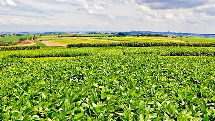 Nova soja convencional combina produtividade e controle de plantas daninhas
