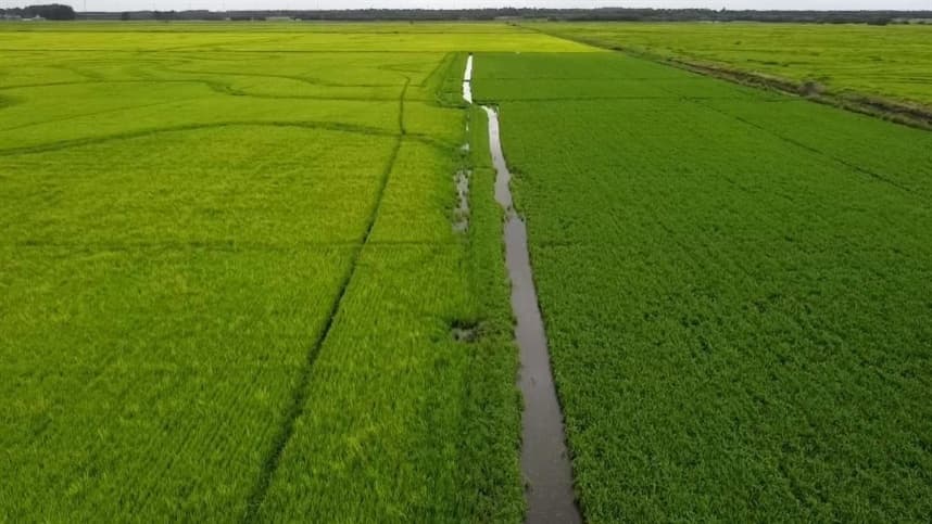 Sementes de arroz com tecnologia Max-Ace serão introduzidas no mercado em 2021