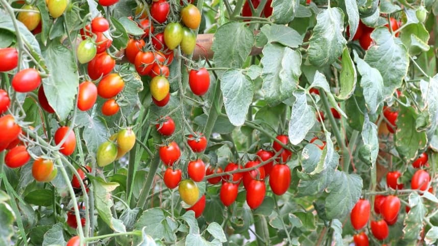 Produção de tomate cereja entra em entressafra em Feliz (RS)