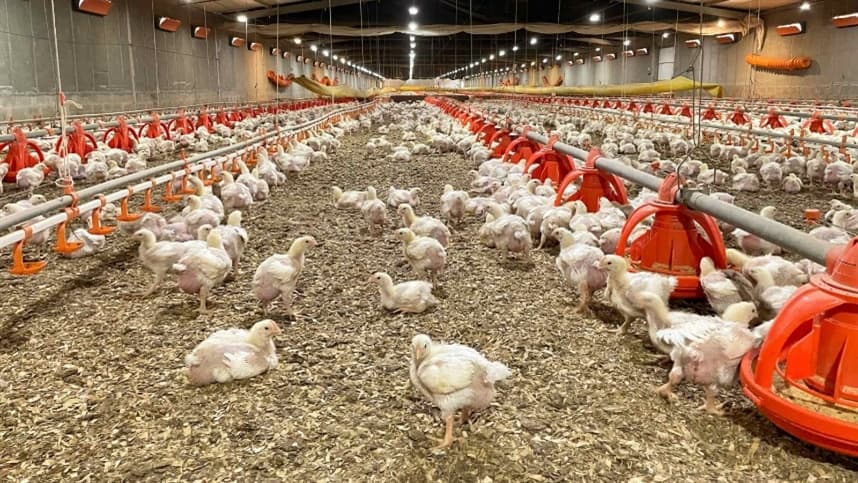 Tratores elevam a eficiência no manejo da avicultura