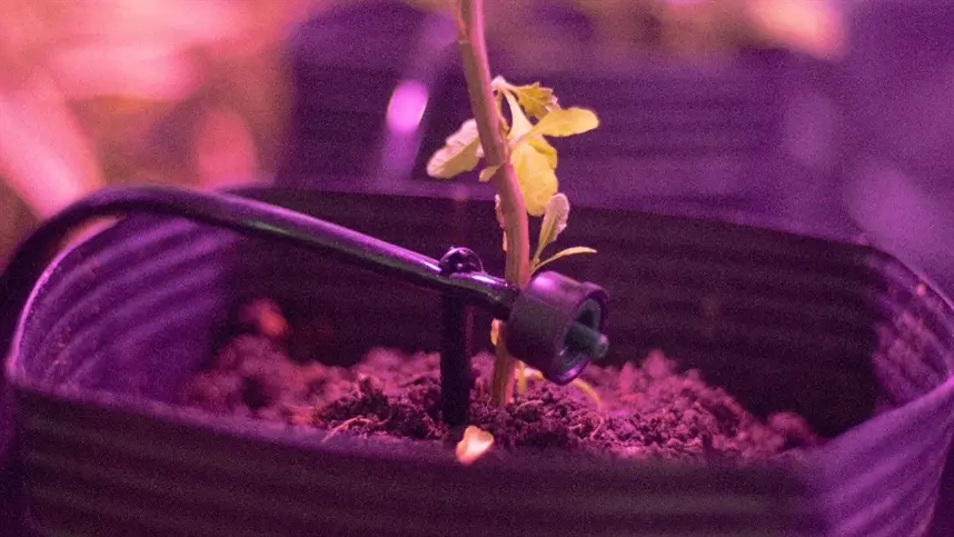 Startup curitibana cria produtos de irrigação automatizada para cultivo indoor