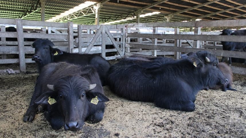 Mercado lácteo é promissor para a bubalinocultura gaúcha