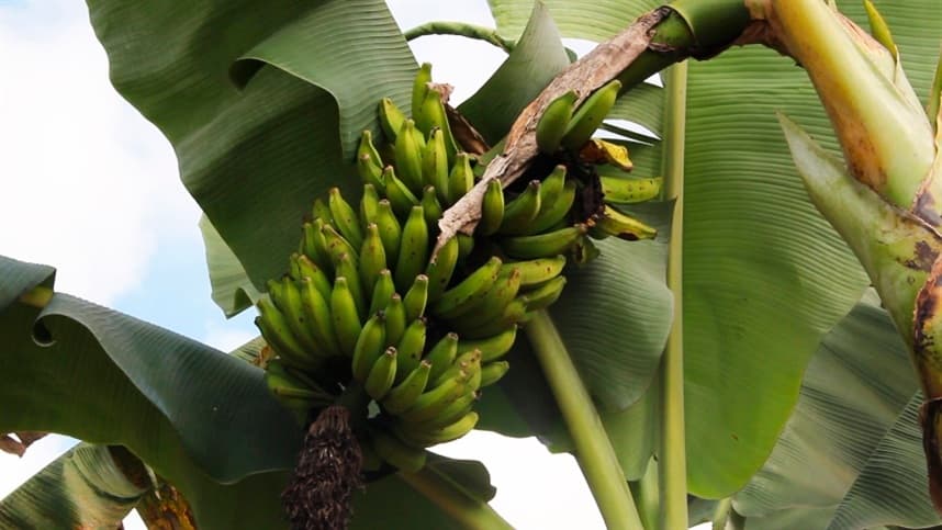 SC e PR podem dobrar produção de banana