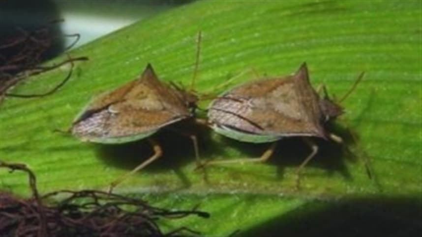 Controle (manejo integrado) do percevejo-barriga-verde (Dichelops spp.)
