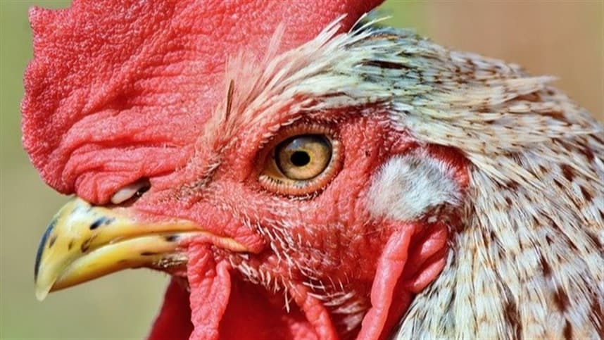 China proíbe importações de aves de alguns países