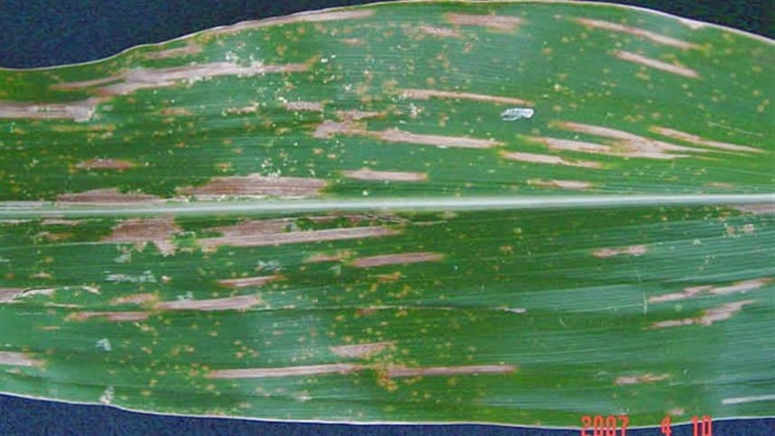 Campo confirma resultados de novo fungicida