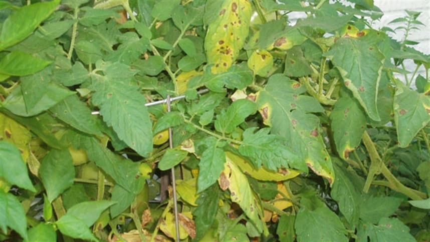 Como salvar os tomates da ferrugem?   