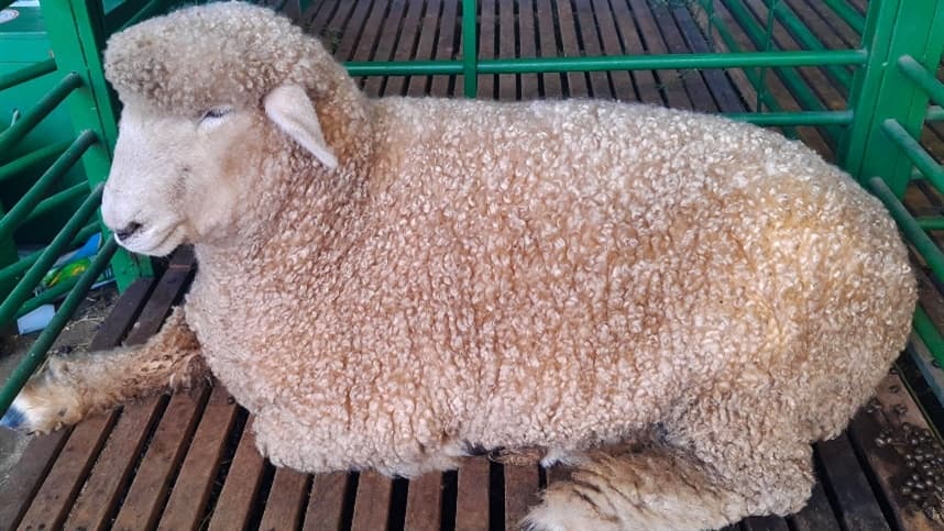 Ajustes em dietas podem garantir a ovinos mais resiliência ante a verminose