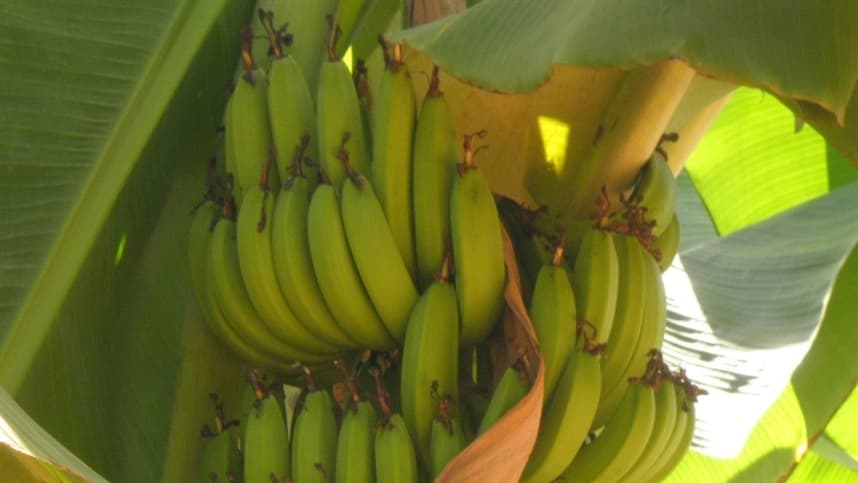 Cartilha da Embrapa orienta produtores de banana sobre técnicas de irrigação e manejo