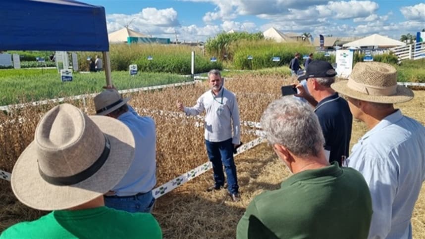 Embrapa lança nova cultivar de soja e apresenta novas opções para os produtores do Cerrado
