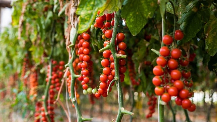 Sementes ideais para plantar tomates em altas temperaturas 