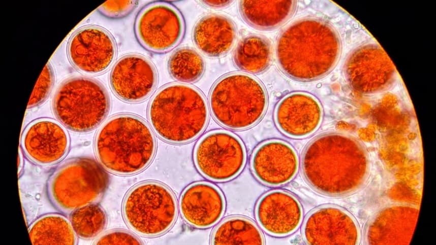 Versatilidade das microalgas nas aplicações biotecnológicas
