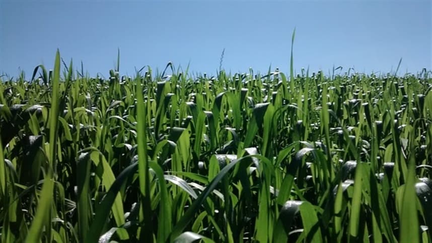 Bioinsumos podem driblar escassez de fertilizantes