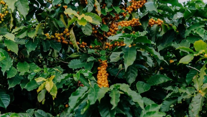 Iniciativa da Syngenta em parceria com a JDE Peet’s impulsiona sustentabilidade e aumenta produtividade