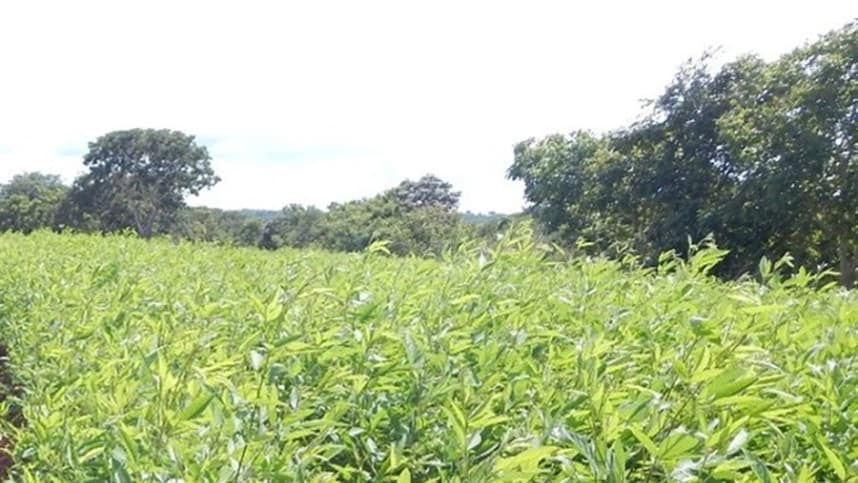 Cobertura e semeadura reduzem mato em lavouras orgânicas