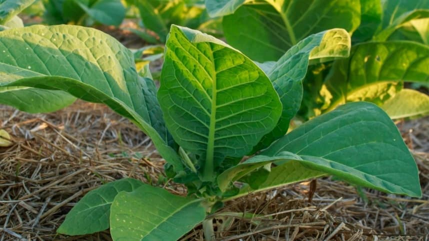 Amprotabaco articula defesa da cadeia produtiva no Congresso