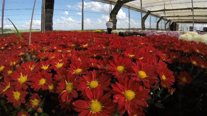 Flores para Finados devem crescer em faturamento