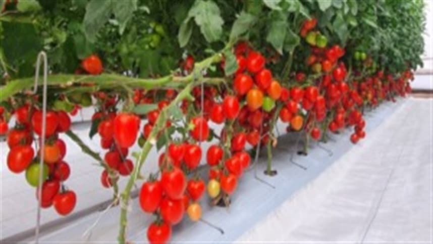 Lançamento: variedade resistente ao vírus do tomate marrom 