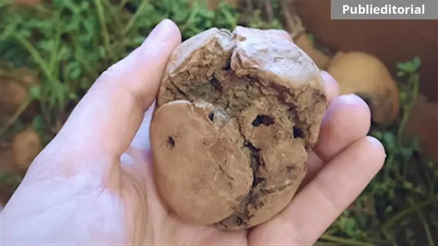 “Vira-cabeça” encontrado na batata: como o produtor pode proteger sua lavoura?