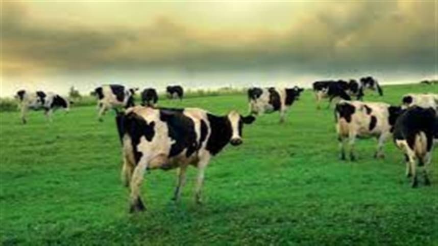 Planejamento forrageiro contribui para a gestão eficiente na pecuária de leite