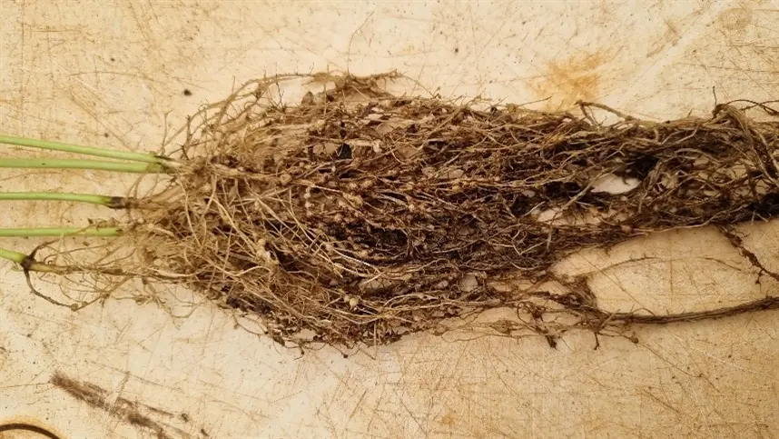 Nematoides: especialistas alertam para o avanço da raça 4+ em lavouras de soja de MT