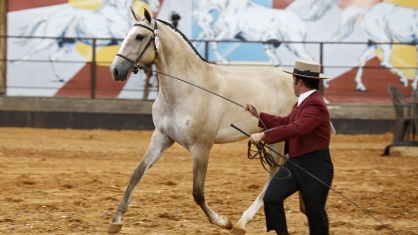 40ª Expo Internacional do Cavalo Lusitano acontece no Guarujá