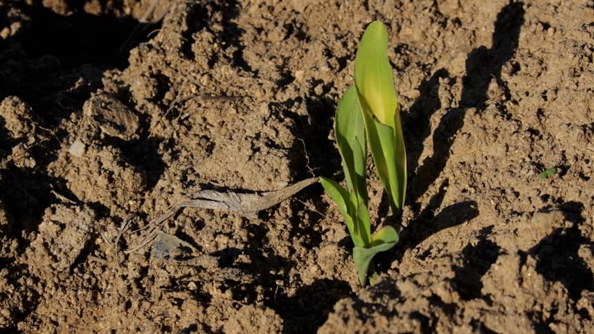 Formas lábeis de carbono e nitrogênio no solo em função de plantas de cobertura e adubação nitrogenada