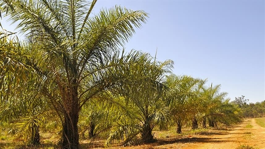 Macaúba – uma palmeira nativa na Bioeconomia