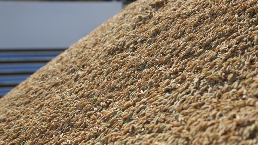 Pepro do arroz vende 103 mil toneladas em leilão